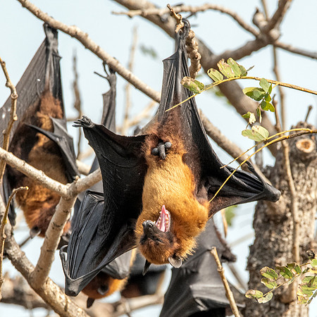 Indian Flying Fox