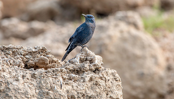 Blue rock thrush