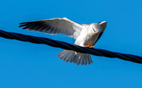 Black shouldered kite