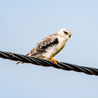 Black shouldered/winged kite