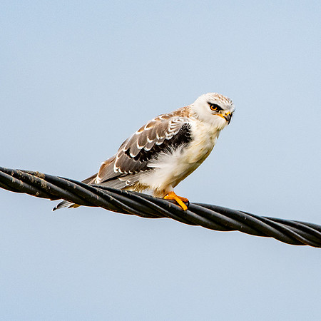 Black shouldered kite