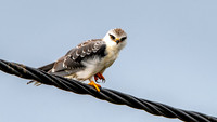 Black shouldered kite