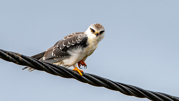 Black shouldered kite