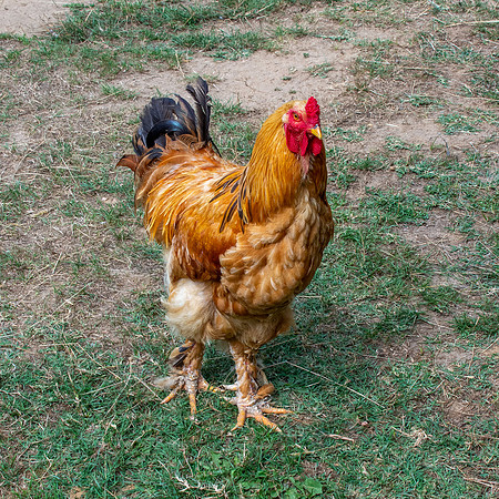 Brahma chicken