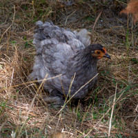 Brahma chicken