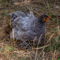 Brahma chicken