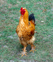 Brahma chicken