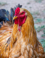 Brahma chicken
