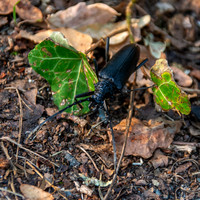 Capricorn beetle