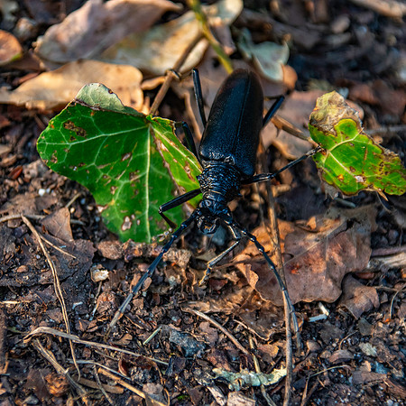 Capricorn beetle