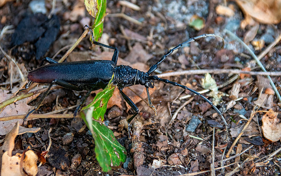 Capricorn beetle