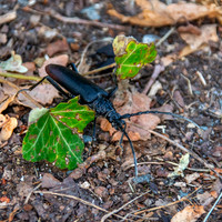 Capricorn beetle
