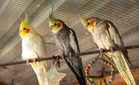 Cockatiel
