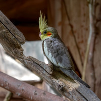 Cockatiel