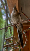 Cockatiel