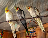 Cockatiel