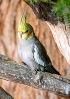 Cockatiel