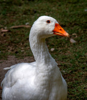 Domestic goose
