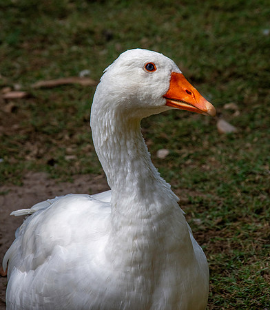 Domestic goose