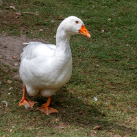Domestic goose
