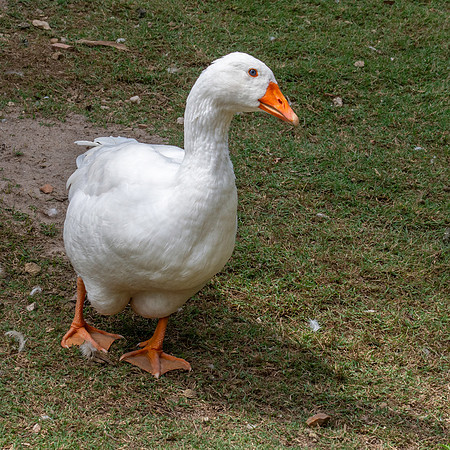Domestic goose