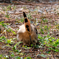 Hoopoe