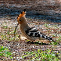 Hoopoe