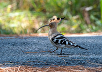 Hoopoe