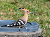 Hoopoe