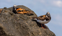 Ruddy turnstone