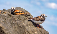 Ruddy turnstone