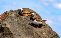 Ruddy turnstone
