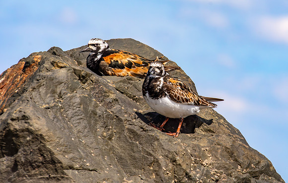 Ruddy turnstone
