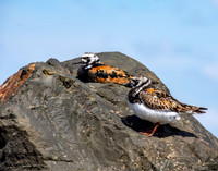 Ruddy turnstone