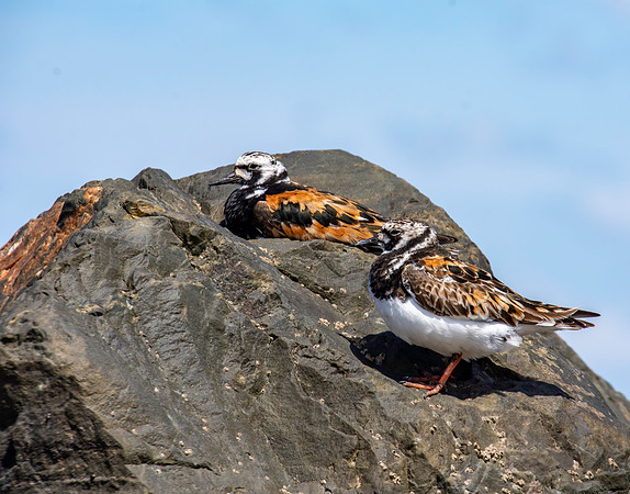 Ruddy turnstone