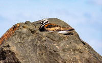 Ruddy turnstone