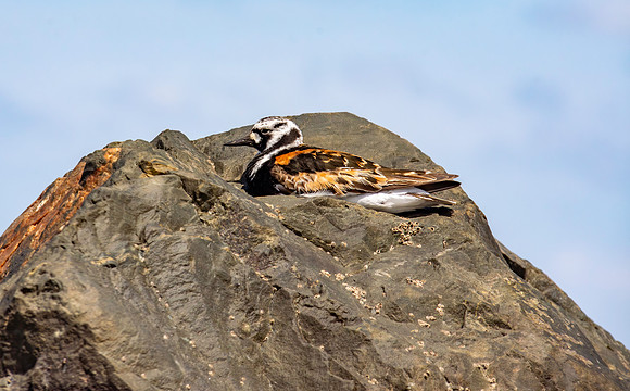 Ruddy turnstone