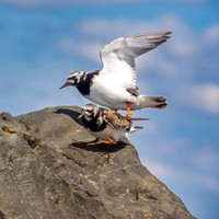 Ruddy turnstone