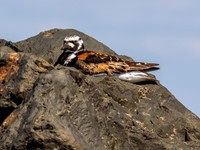 Ruddy turnstone