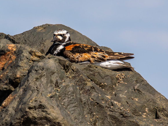 Ruddy turnstone