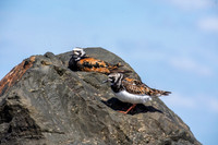 Ruddy turnstone