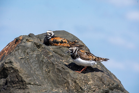 Ruddy turnstone