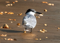 Sandwich tern