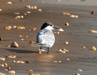 Sandwich tern