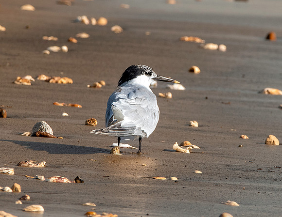 Sandwich tern