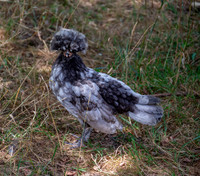 Polish chicken