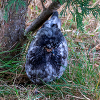 Polish chicken