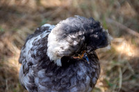 Polish chicken