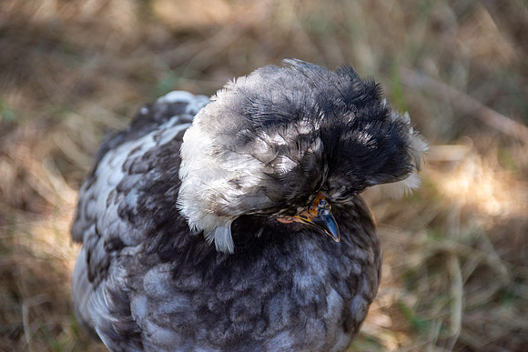 Polish chicken