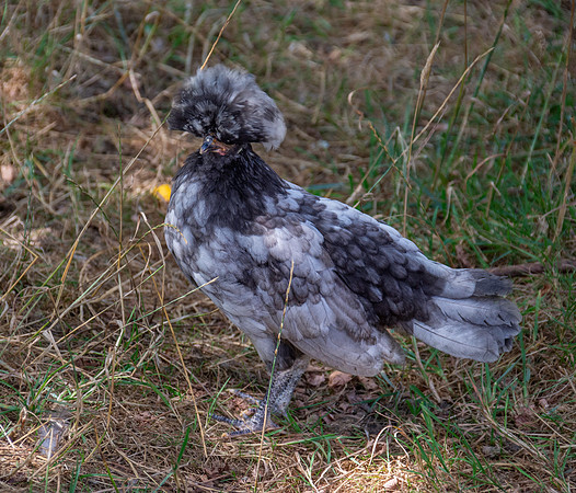 Polish chicken
